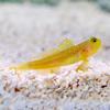 Watchman Goby